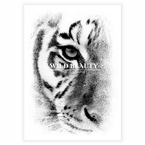 Plakat med nærbillede af tiger med tekst wild beauty