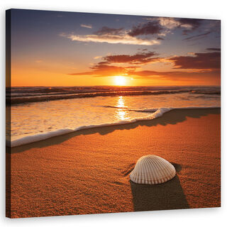 Lærred print, Shells Natur