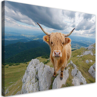 Lærred print, Scottish Upland Breed Cow Rocks Mountains