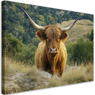 Lærred print, Skotsk Upland Breed Cow Mountain Landskab
