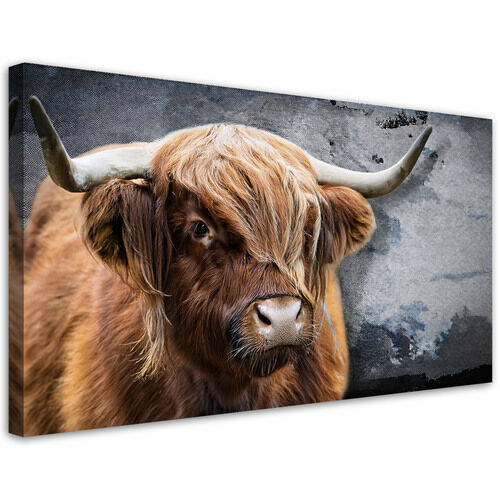 Lærred print, Skotske kodyrs natur - (80x40)