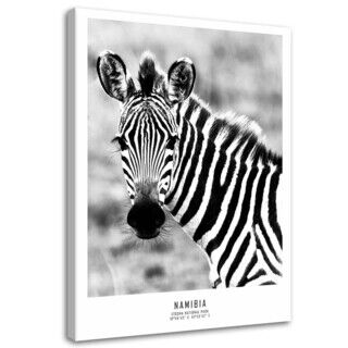 Lærred print, Nysgerrig zebra