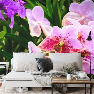 Fototapet Farverige Orkideer 3D
