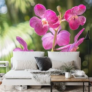 Fototapet Smukke Orkideer