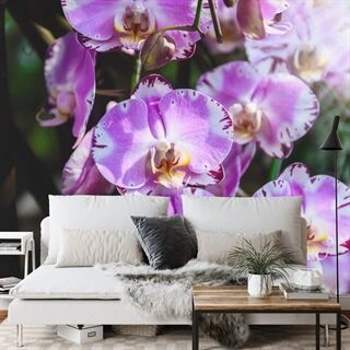 Fototapet Smukke Orkideer