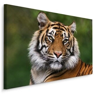 Lærred Portræt Af En Bengalsk Tiger
