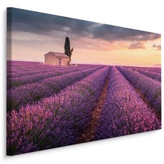 Lærred Blomstrende Lavendelmark I Provence