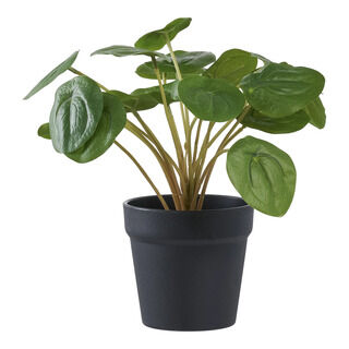 Pelia - Kunstig plante, grøn H:28 cm