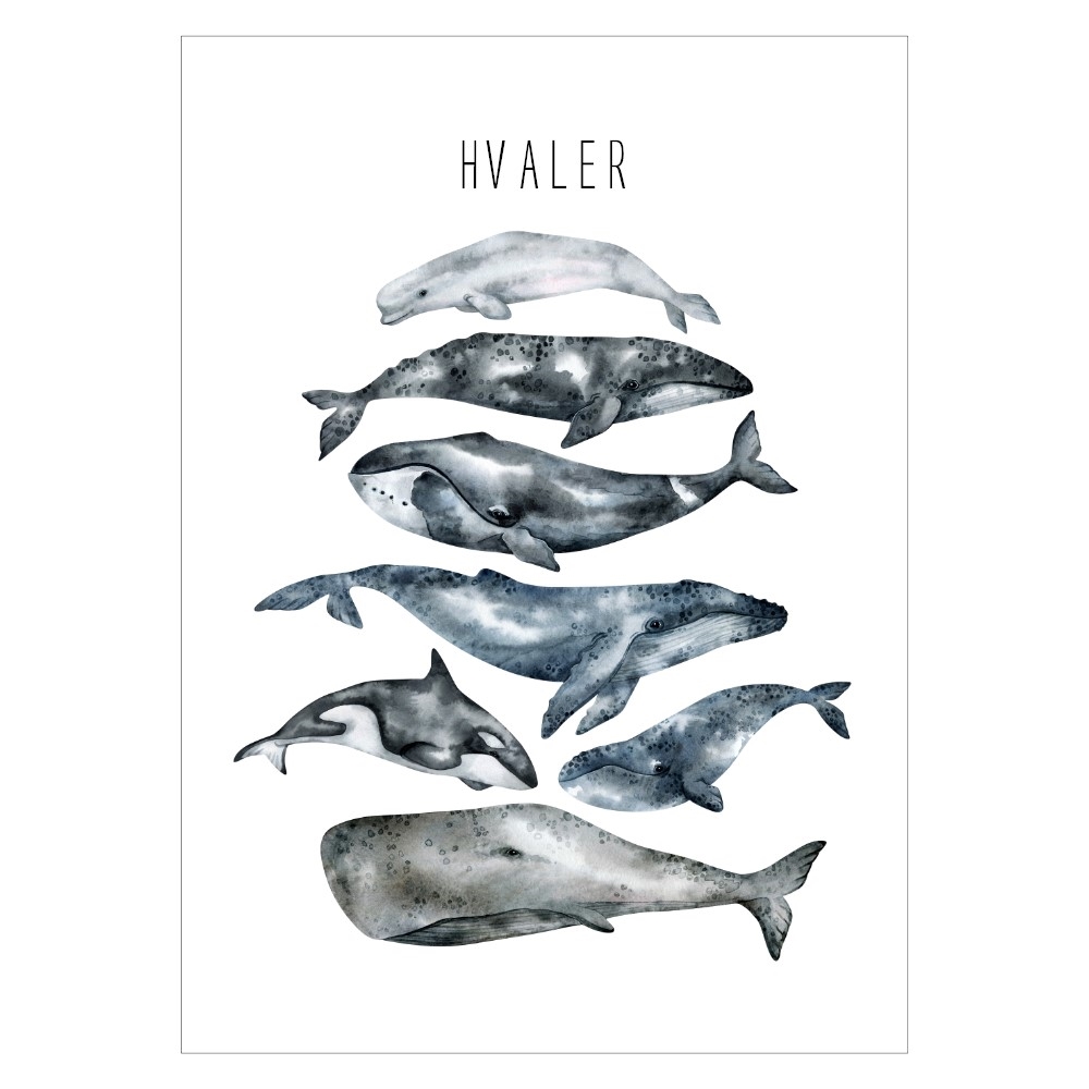 Gentleman afsnit Parcel Verdens hvaler - Flot plakat med forskellige hvaler