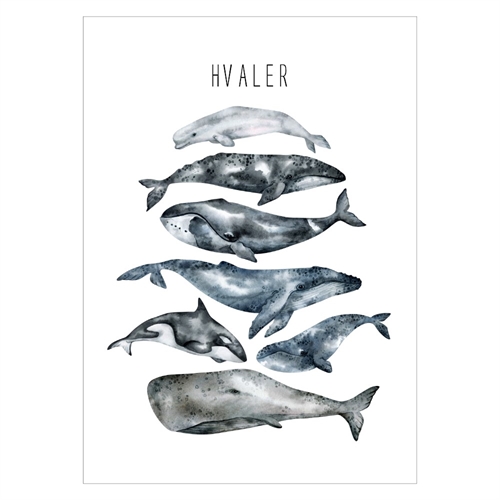 Dyreplakat med mange forskellige af verdens hvaler