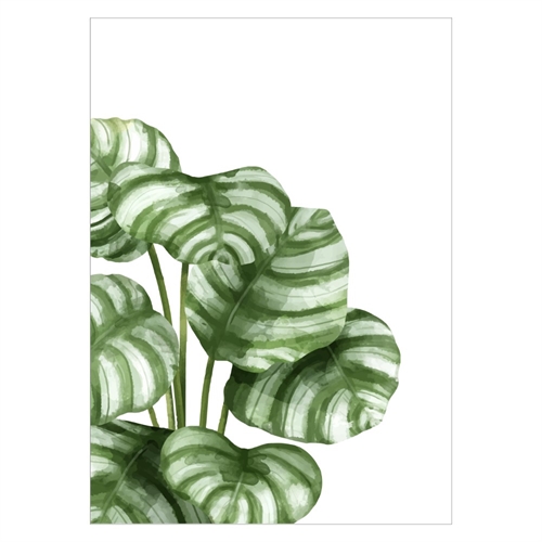 Plakat med Kalatea-planten med smukke, grønne blade