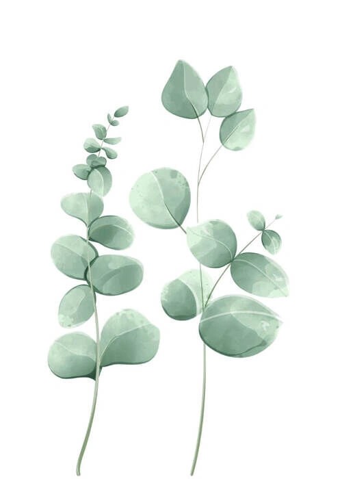 Eucalyptus leaves 1 - Plakat