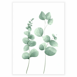 Eucalyptus leaves 1 - Plakat