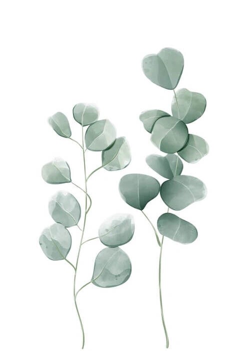 Eucalyptus leaves 2 - Plakat