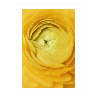 plakat med et nærbillede af en gul rose