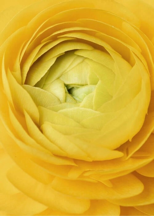 Yellow rose - Plakat