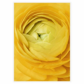 Yellow rose - Plakat
