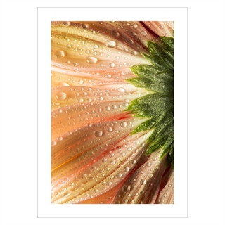 Plakat med et nærbillede af en blomst i coral farve