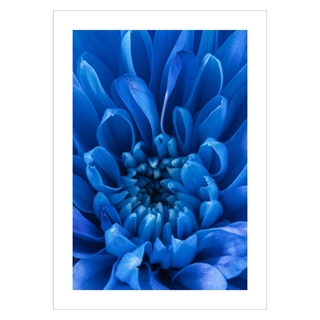 Plakat med et nærbillede af en blå kronblad