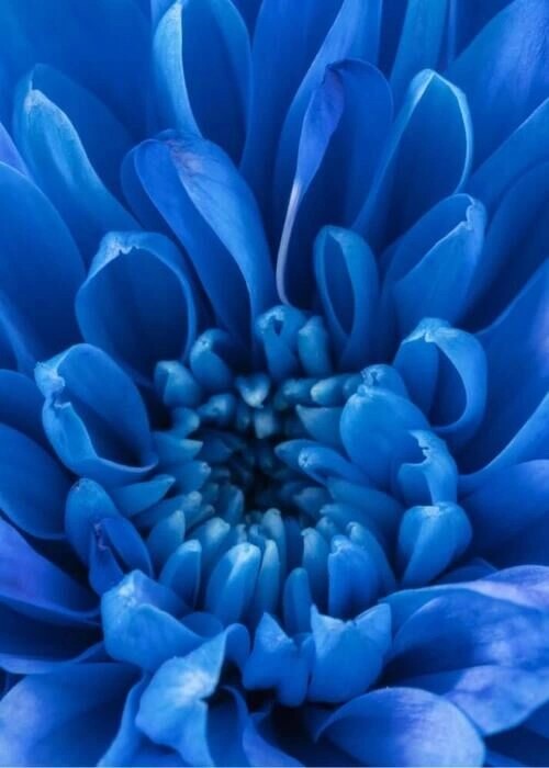 Blue Petals - Plakat