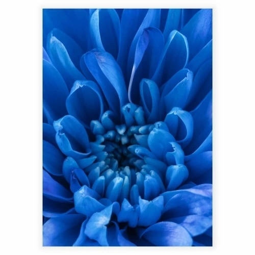 nærbillede af en blå kronblad som plakat