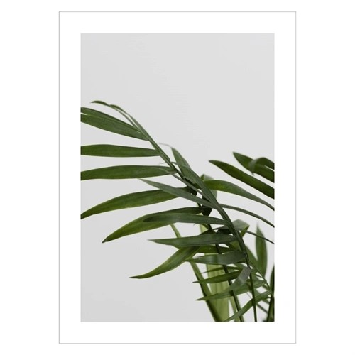 Plakat med en stueplante og lysegrå baggrund