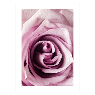 Plakat med nærbillede af en rose i lyserød og pink nuancer