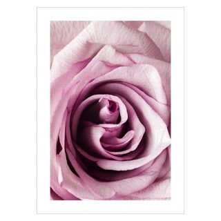 Plakat - Nærbillede pink rose