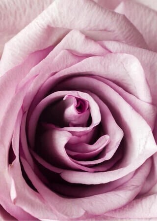 Nærbillede pink rose - Plakat