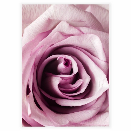 nærbillede af en rose i lyserød og pink nuancer som plakat