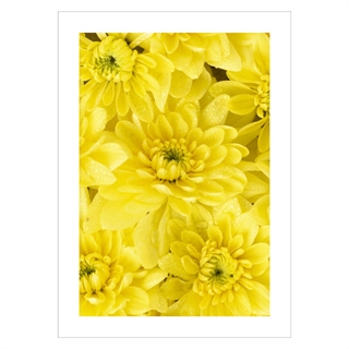 Plakat med nærbillede af smukke gule blomster