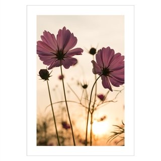 Plakat - Silhouette pink blomst