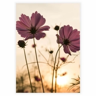 Silhouette pink blomst - Plakat