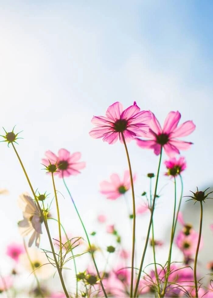 akstrakt lyserøde blomster på mark som plakat