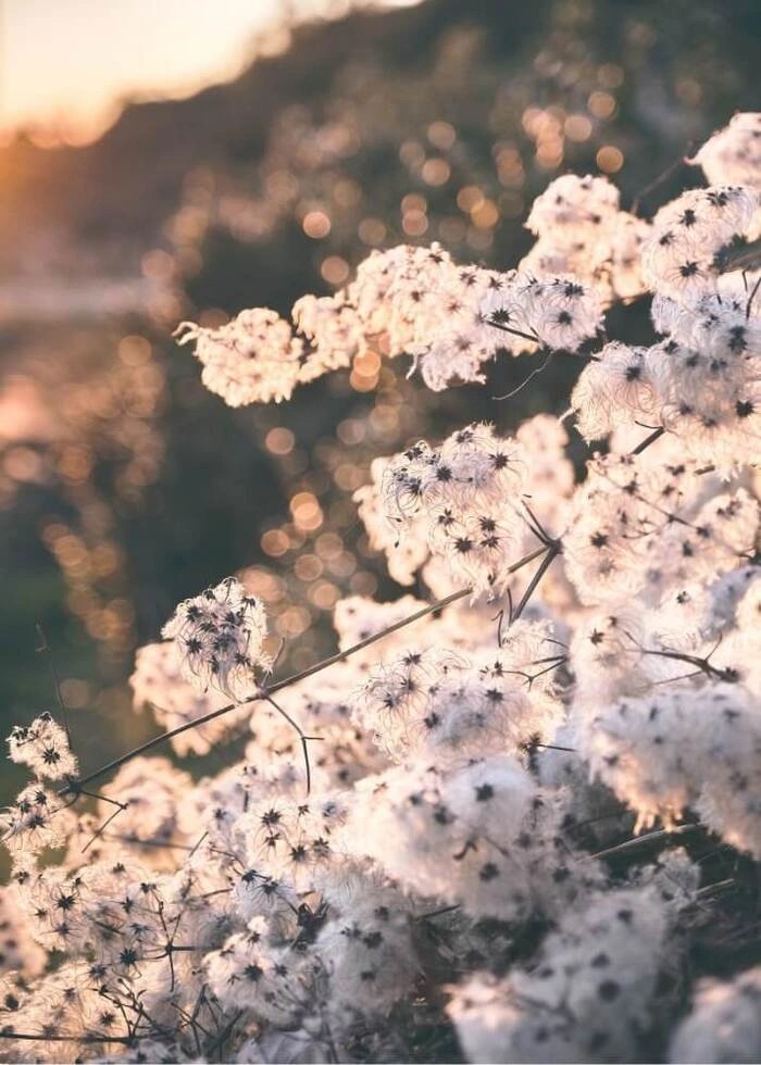 Plakat med et nærbillede af Cotton blomster