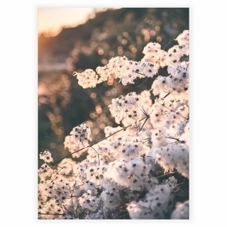 Cotton flower - Plakat