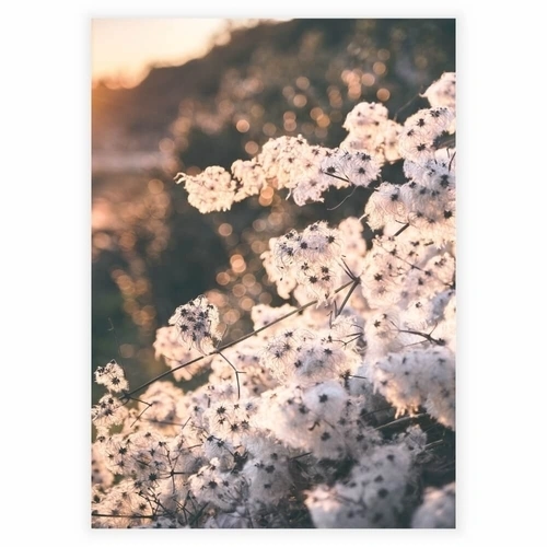 Plakat med et nærbillede af Cotton blomster