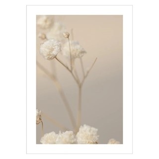 Plakat med Gypsophila flowers 2