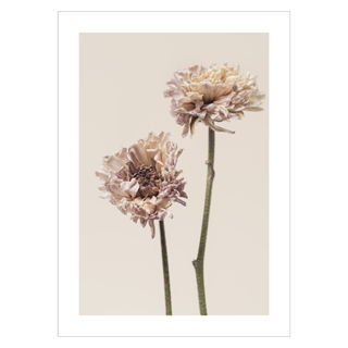 Plakat - Chrysanthemum flower