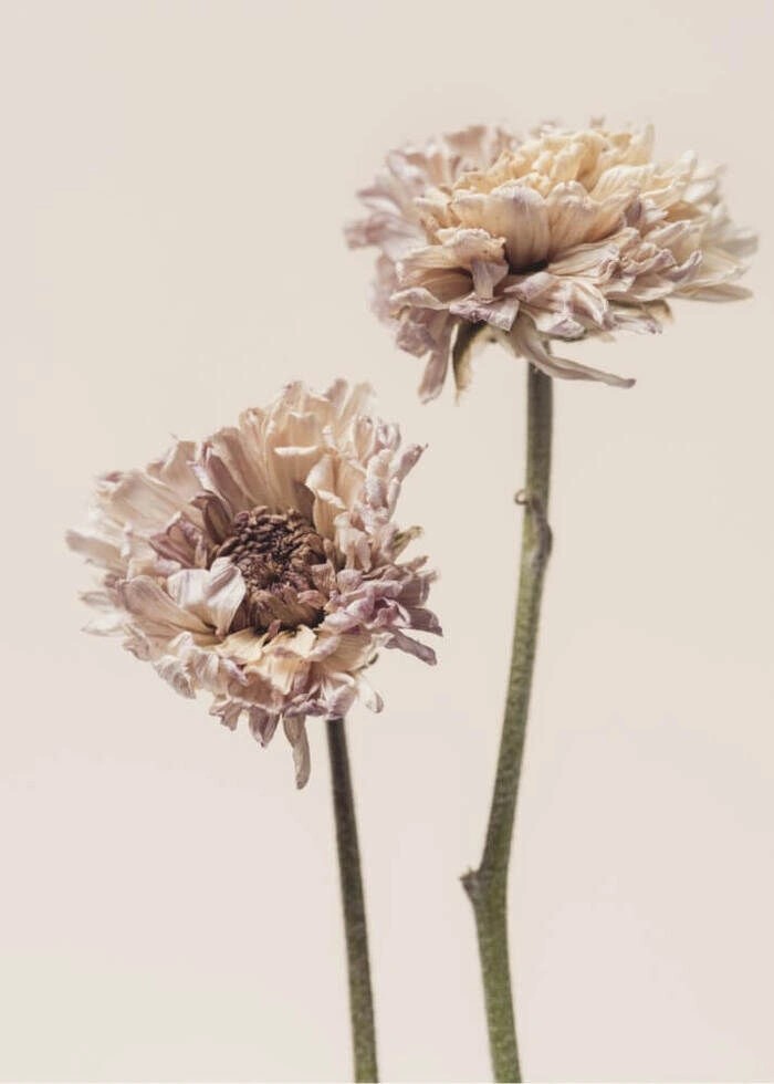 Chrysanthemum blomst som plakat til boligen