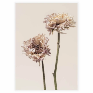 Chrysanthemum flower - Plakat