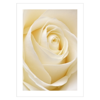 Plakat med White rose