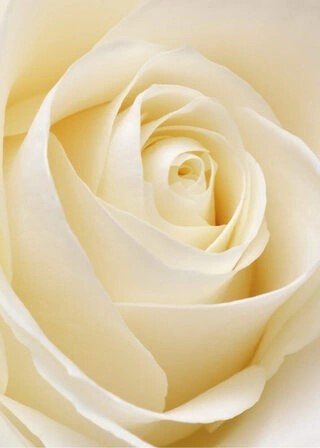 White rose - Plakat