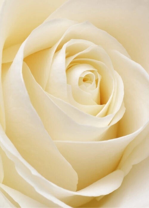 White rose - Plakat