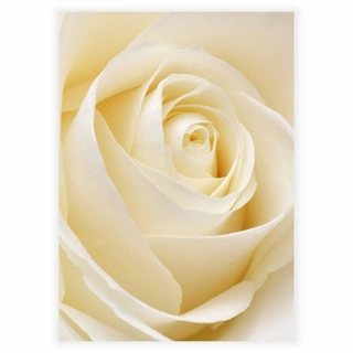 White rose - Plakat