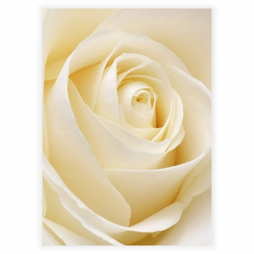 Hvid rose som plakat til væggen