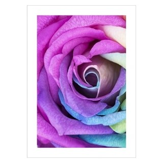 Plakat - Rainbow rose