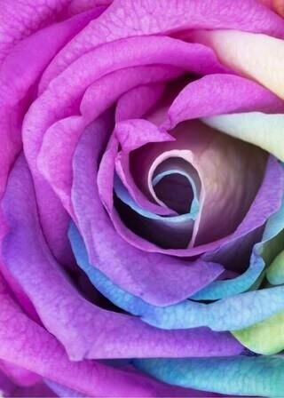 Rainbow rose - Plakat