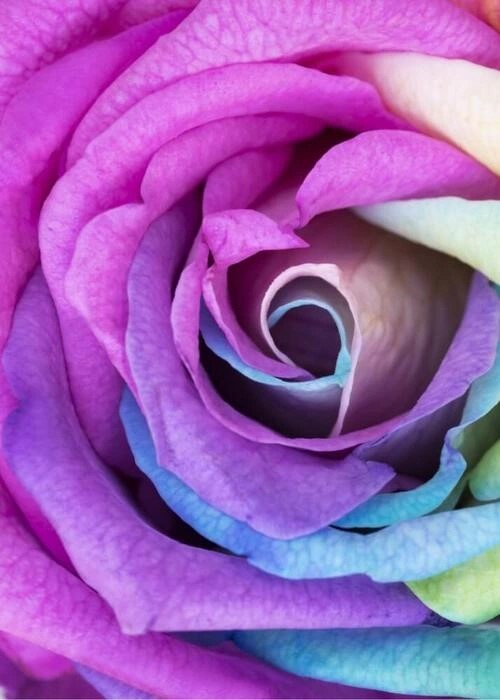 Rainbow rose - Plakat