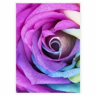 Rainbow rose - Plakat